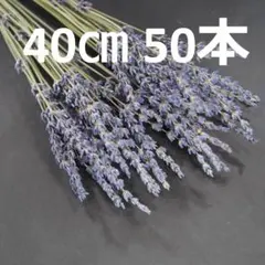 ラベンダーグロッソ オカムラサキ 100本 Na-No様 - メルカリ