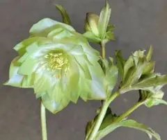 ryoyuuさま専用　ピエラダブル　クリスマスローズ