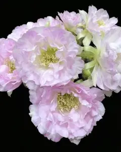 蘭*君様 氷美人 白花緑喉 人気花サボテン 希少品種 カキコ ロビビア
