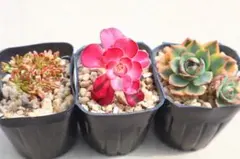 15#観葉植物 アエオニウム錦❤️リバーストーン❤️ 1大頭14cm カット