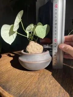 2025年最新】ステファニア スベローサの人気アイテム - メルカリ