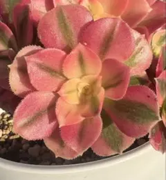 みんみん様 リクエスト 2点 まとめ商品