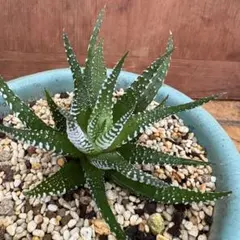 多肉植物 ガステリア フロー ガステラロエ 抜き苗 - メルカリ