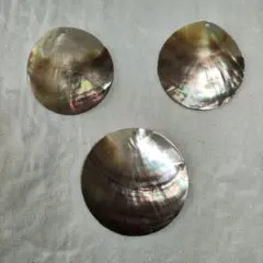 黒蝶貝 貝殻 5枚セット