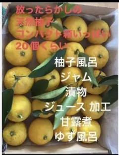 2026年最新】無農薬柚子の人気アイテム - メルカリ