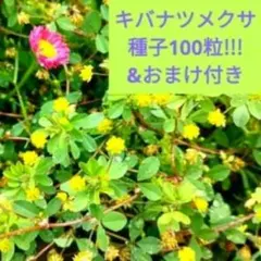 グランドカバーに!!!キバナツメクサ種子100粒&選べる種子のおまけ付きのサムネイル