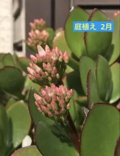 金のなる木　抜き苗のサムネイル