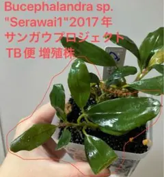 Bucephalandra sp. Serimbu2 Landak TB1907 - メルカリ