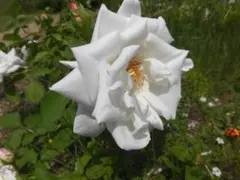 猫好き様 リクエスト 5点 まとめ商品