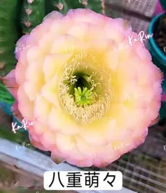 18-鳳羽1号 巨大カキコ 入手困難新品種 花サボテンエ 花10−12cm