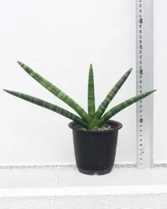 2026年最新】サンスベリアの人気アイテム - メルカリ