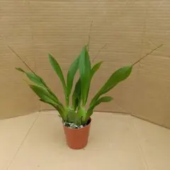 ④【速達便】トゥインクル 4本のサムネイル