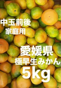 2025年最新】みかんの出品中の人気アイテム - メルカリ