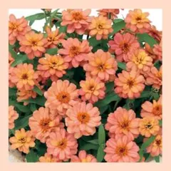 shin489様 リクエスト 4点 まとめ商品