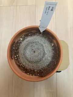 Mammillaria hahniana 玉翁 サボテン 植木鉢ごと発送のサムネイル
