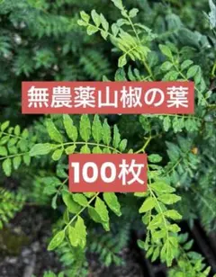 무농약 산초 잎 120장