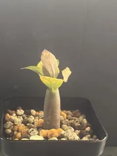 아데늄 블랙 자이언트 2