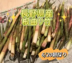 新潟県産旬の朝掘り新鮮孟宗筍4.5kg(米糠つき)です。 - メルカリ