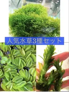 2026年最新】水草アナカリスの人気アイテム - メルカリ