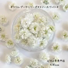 かすみ草　＊スノーホワイト＊　60粒　おまとめ購入で380円　ドライフラワー