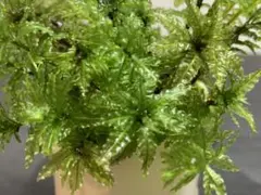 kassyi様 リクエスト 2点 まとめ商品