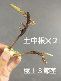 H1】斑入りモンステラ ホワイトタイガー トップカット茎 成長点4つ