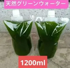 천연 그린 워터 1200ml 메다카 육성