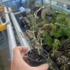 デカリア　マダガスカリエンシス　挿し木発根済株　鉢ごと発送のサムネイル