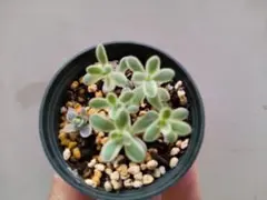 2026年最新】子持ち蓮華鏡花の人気アイテム - メルカリ