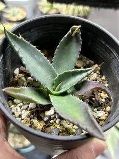 2026年最新】アガベ 親株の人気アイテム - メルカリ