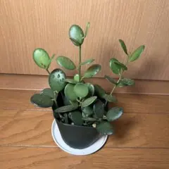 にゅるる・NEWCRYSTAL様 リクエスト 2点 まとめ商品