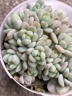 Totto.T様 リクエスト 2点 まとめ商品