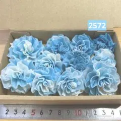 ソラフラワー　2572