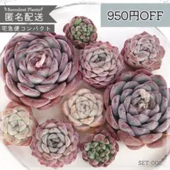 【SALE】多肉植物 カット苗 セット 寄せ植え エケベリア ｜SET002