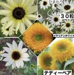 ❤️まき時☆ひまわりイタリアンホワイト 種３０粒&ひまわりテディーベアー種１０粒