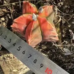サボテン　星形オレンジと緑の多肉植物 レア サボテン 星形オレンジと緑の多肉植物 レア - メルカリ