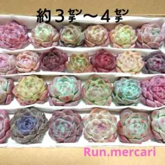 g68多肉植物カット苗☆寄植えセット☆限定