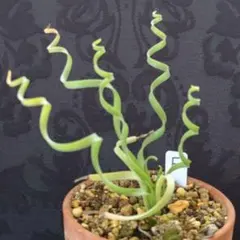 2025年最新】塊根植物の人気アイテム - メルカリ