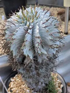 □土曜日値下げ【ユーフォルビア】【特選胴太特白多稜トゲなしのカキコ