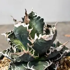 アガベ チタノタ 悪魔くん バケモノ スーパーチタノタ 白鋸歯 極上OC株