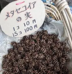 メタセコイアの松ぼっくり 100個で500円→¥333- メルカリ便で発送します