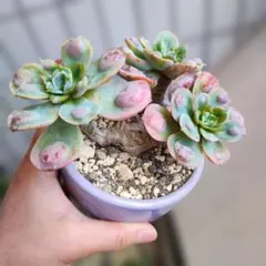 パープルディライト錦 大群生 エケベリア 多肉植物 - メルカリ