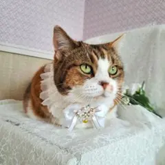 ジューンブライドチョーカー(パープル)わんちゃん猫ちゃん用首輪