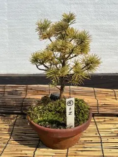 2026年最新】五葉松の人気アイテム - メルカリ