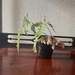 トキワシノブのサムネイル