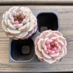 まるちゃん様 リクエスト 4点 まとめ商品