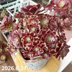 観葉植物アエオニウム錦❤️スーパーバン❤️ 状態図 - メルカリ