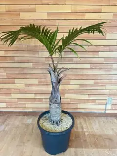 チャメロプス フミリス セリフィラ 10→12号鉢大株 高さ80cm 13年もの