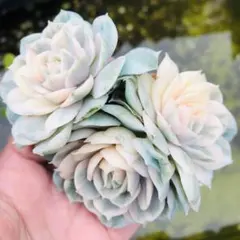 ろく様 リクエスト 3点 まとめ商品