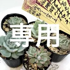 専用　5種　抜き苗　第4種発送のサムネイル